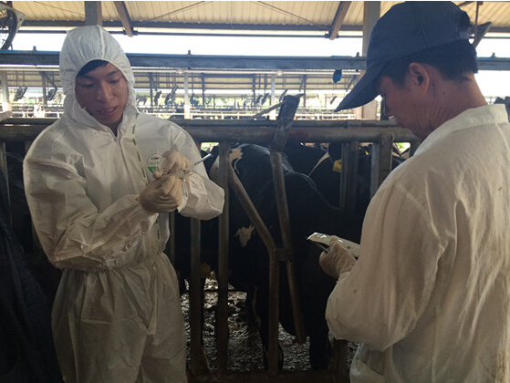 廣州市動監(jiān)所開展奶牛芯片注射及手持式標(biāo)簽閱讀器使用培訓(xùn)